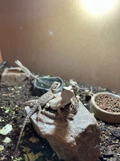 Bearded dragon babies