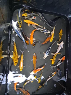 Japanese kois for sale