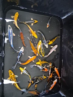 Japanese kois for sale