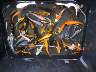 Japanese kois for sale