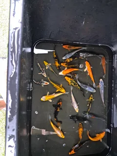 Japanese kois for sale