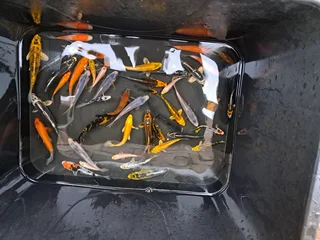 Japanese kois for sale