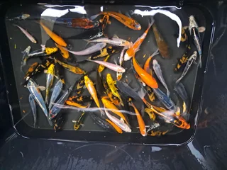 Japanese kois for sale