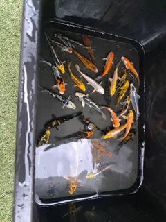 Japanese kois for sale