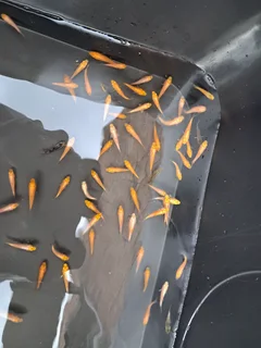 Japanese baby kois for sale