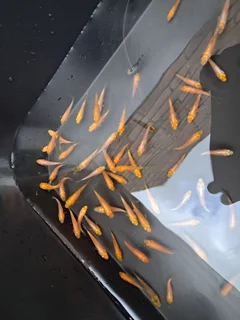 Japanese baby kois for sale