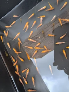 Japanese baby kois for sale