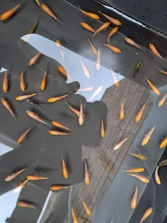 Japanese baby kois for sale