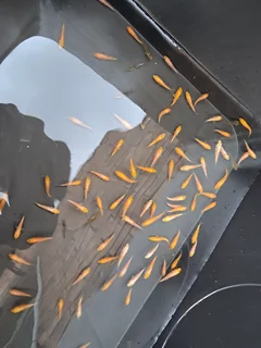 Japanese baby kois for sale