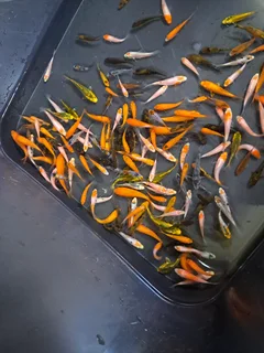 Japanese kois for sale