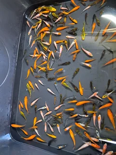 Japanese kois for sale