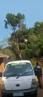 QUICK TREE FELLING