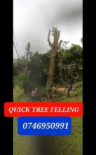 QUICK TREE FELLING