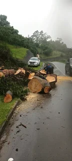 QUICK TREE FELLING