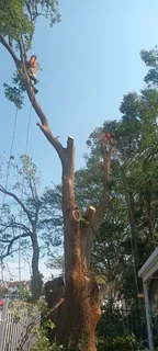 QUICK TREE FELLING