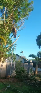 QUICK TREE FELLING