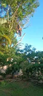QUICK TREE FELLING