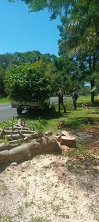 QUICK TREE FELLING