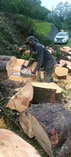 QUICK TREE FELLING