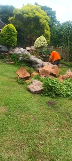 QUICK TREE FELLING