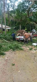 QUICK TREE FELLING