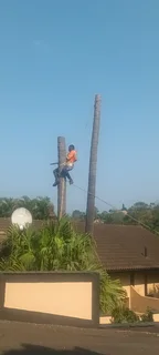 QUICK TREE FELLING