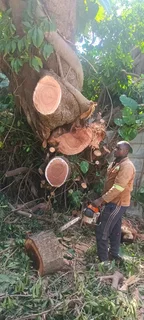 Quick Tree Felling