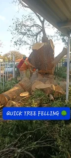 Quick Tree Felling