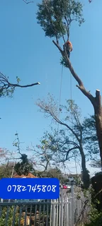 QUICK TREE FELLING