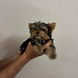 Pocket size yorkshire terrier puppies yorkies