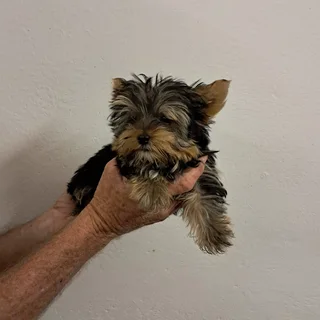 Pocket size yorkshire terrier puppies yorkies