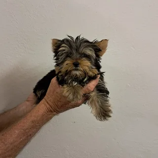 Pocket size yorkshire terrier puppies yorkies
