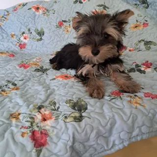 Yorkshire terrier puppies yorkies