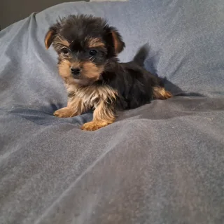 Yorkie puppies yorkshire terrier teacup