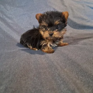Yorkie puppies yorkshire terrier teacup