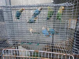 Lovebirds for sale