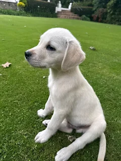 Purebred Labrador Puppy