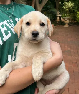 Purebred Labrador Pups