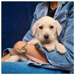 Purebred Labrador Puppies