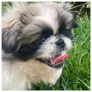 Purebred Pekingese Puppy