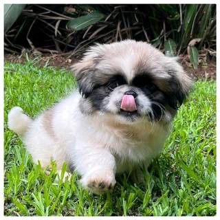 Purebred Pekingese puppy