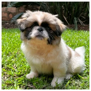 Purebred Pekingese puppy
