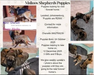 Malinois shepherd puppies for sale