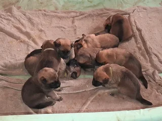 Malinois shepherd puppies for sale