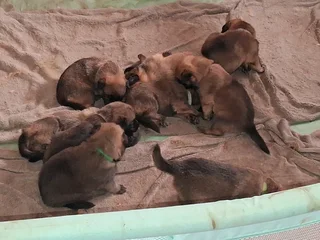 Malinois shepherd puppies for sale