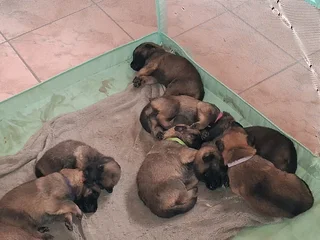 Malinois shepherd puppies for sale