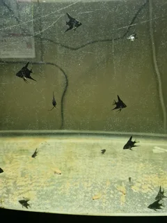 Angel Fish