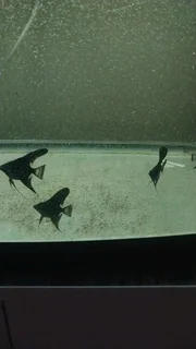 Angel Fish