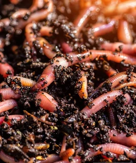 Earth Worms Red Wiggler (Eisenia fetida) for Sale