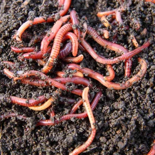Earth Worms Red Wiggler (Eisenia fetida) for Sale 2kg Special